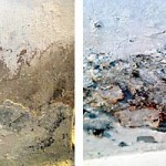 gribki-sinevi-i-gnili-150x150